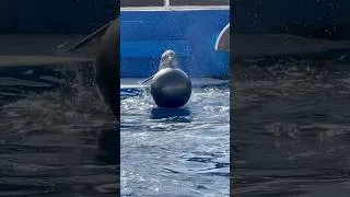 Thumbnail: Dolphin rides a yoga ball! #seaworldsandiego #seaworld #dolphin