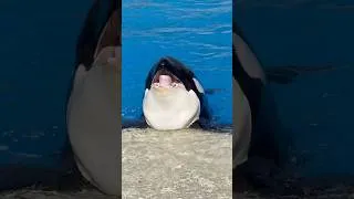 Thumbnail: Makani gives the best kisses #seaworld #orca #killerwhale #seaworldsandiego