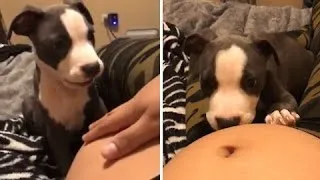 Thumbnail: Loving dog protects woman's pregnant belly #Shorts
