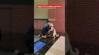 Thumbnail: Puppy's first time going down the escalator!
