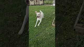 Thumbnail: Cutest Nosy Dog and Severe Thunderstorm
