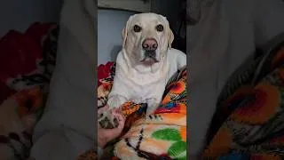 Thumbnail: Cutest Dog | Adorable Labrador Dog