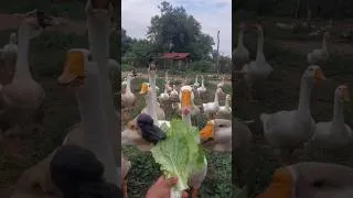 Thumbnail: 🥬 Fresh Vegetables Make the Geese So Happy
