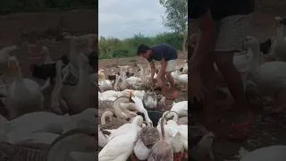 Thumbnail: Happy Feeding Time by the Peaceful Pond | Geese & Ducks Enjoy Fresh Food