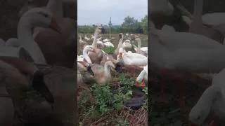 Thumbnail: Peaceful Countryside, Happy Geese Enjoying Nature 🌿🪿