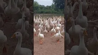 Thumbnail: Hungry Geese Follow Their Owner for Food! 🪿🌿