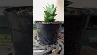 Thumbnail: Sansevieria #gardeninspiration #outdoorliving #smallgardenideas