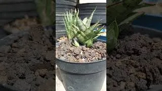 Thumbnail: Sansevieria