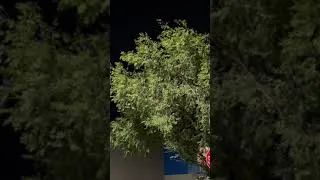Thumbnail: Birds Invade Gainesville Texas Walmart