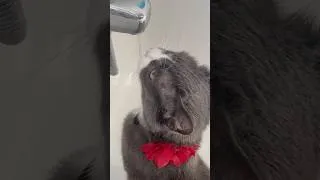 Thumbnail: My cat likes running taps #shorts #cat #water #tap #fyp