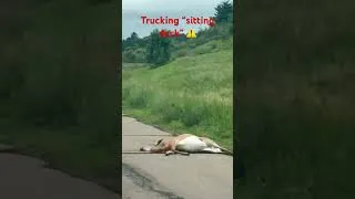 Thumbnail: Why is a semi truck on side of road dangerous?