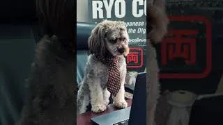 Thumbnail: A DAY IN THE LIFE OF RYO-CHAN!