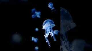 Thumbnail: This Jellyfish Can Live Forever 👁️ #shorts #jellyfish #science #sciencefacts #facts