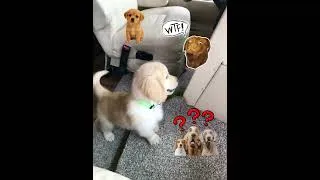 Thumbnail: Golden Retriever Puppy