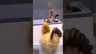 Thumbnail: Funny Animal Chaos That Made the Owner Laugh
