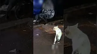 Thumbnail: Funny Animal vs Mirror – Hilarious Reactions