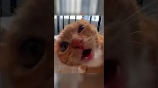 Thumbnail: Funny Animal Acting Smarter Than Humans