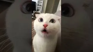 Thumbnail: Funny Animal Fails That Ended Hilariously #funny #funnyshorts #funnyvideo #