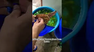 Thumbnail: Indian Almond Leaf Extract Without the Mess 🌿