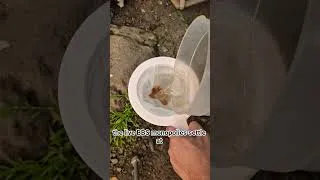 Thumbnail: How I Harvest Clean BBS for Molly Fry | Aquamaster Bohai Brine Shrimp