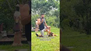 Thumbnail: Saajan Saji Cyriac K9 Dog Training School. 9961310970 #pets #dog  #dogtraining