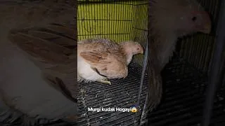 Thumbnail: Parrot Beak Female Kudak Hogayi😱 #aseelmurga #aseel 🐓 #shorts