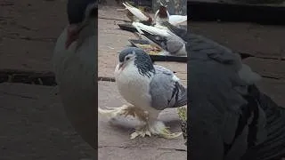 Thumbnail: Bluebar Lahori Shirazi Pigeon 😍 #kabootar #status 🕊 #shorts