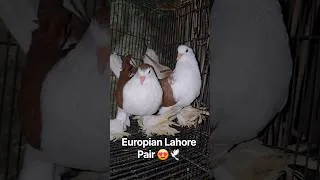Thumbnail: European Lahori Shirazi Pair Sold Out 😍 #kabootar #status 🕊 #shorts