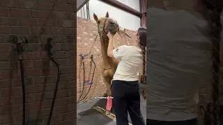 Thumbnail: Take Care of the Ponies With Me! #horses #equestrian #barrelracing #horsecare