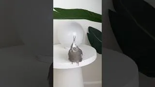 Thumbnail: thought i lost my birds for a second 🦜