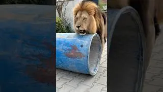 Thumbnail: The lion attacked the innocent child.