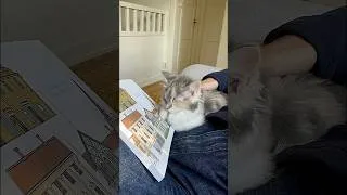 Thumbnail: Yes, My babies like to sleep 😴🥰 #cats #cute #animals #fypシ