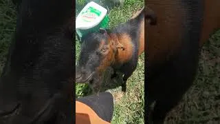 Thumbnail: Missed a Spot! (Trough Scrub Day) #dairygoats #minilamancha #goats