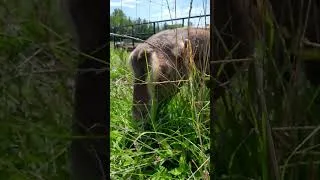 Thumbnail: Your Nubian Is Showing! #dairygoats #minilamancha #goats