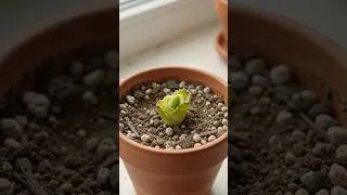 Thumbnail: I Thought This Aloe Was Dead... #shorts #aloevera #gardening #viralshorts #grow #fast #secret #fy
