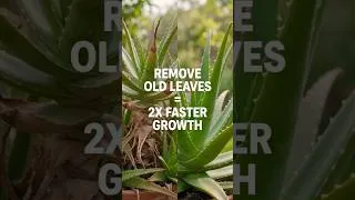 Thumbnail: Remove Old Aloe Leaves The RIGHT Way #shorts #aloevera #PlantCare#PlantTips#Gardening#aloeveracare