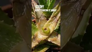 Thumbnail: Stop! Don't Throw Away Your Rotten Aloe #shorts #aloevera #viral