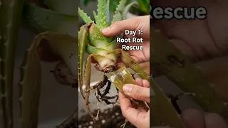 Thumbnail: Aloe Rescue: From Mush To New Growth #shorts #aloevera #grow #fast #rootrot #rescue #farming #fypシ゚