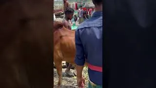 Thumbnail: Cow videos 107😅#shortsvideo #funnyshorts #funny  #cow #animals