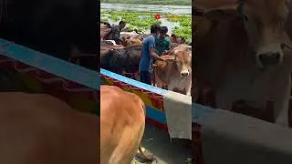 Thumbnail: Cow videos 106😅#shortsvideo #funnyshorts #funny  #cow #animals