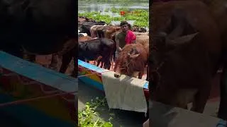 Thumbnail: Cow videos 105😅#shortsvideo #funnyshorts #funny  #cow #animals