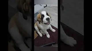 Thumbnail: the first 5 months #puppy #dogbreed #7monthsold