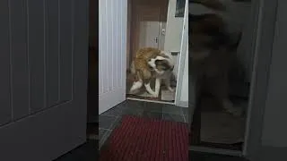 Thumbnail: Bootstrap chasing tail!
