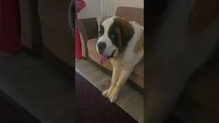 Thumbnail: Don't make me do stuff! nearly 7 month Bootsrap Bill acting like a teen.  #funny #dog #saintbernard