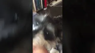 Thumbnail: When Good Puppies Go Bad ...