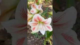 Thumbnail: The stunning Hippeastrum striatum also known as the Amaryllis 🌺 #Lily #GardenVibes #Plants