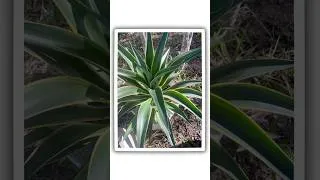 Thumbnail: Outdoor Plants That'll Transform Your Garden 🌼 #shorts