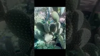 Thumbnail: This Cactus Looks Cute...Until You Touch It 😬🌵 #Shorts