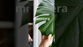 Thumbnail: Grow Your Monstera FAST 🌿| Secret Tip Revealed! #shorts