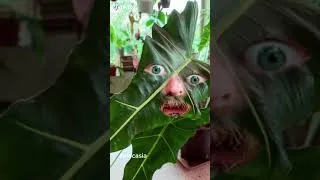 Thumbnail: #shorts Alocasia Plant Leaves | Alocasia Sarian